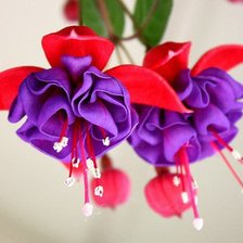 Схема вышивки «№795589»