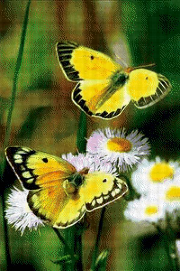 №795602 - предпросмотр