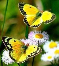 Схема вышивки «№795602»