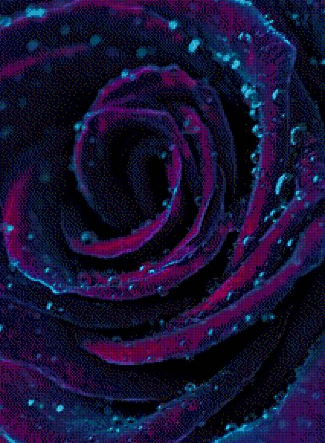 bella rosa - wdtns - предпросмотр