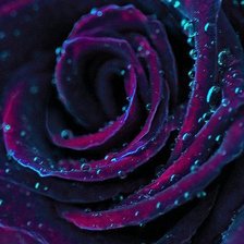 Схема вышивки «bella rosa»