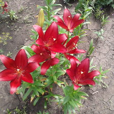 Схема вышивки «лилии»