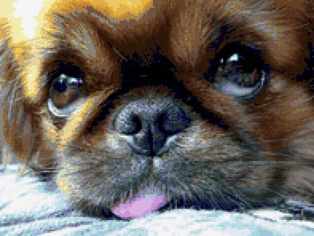 пекинесик - собачка, пекинес - оригинал