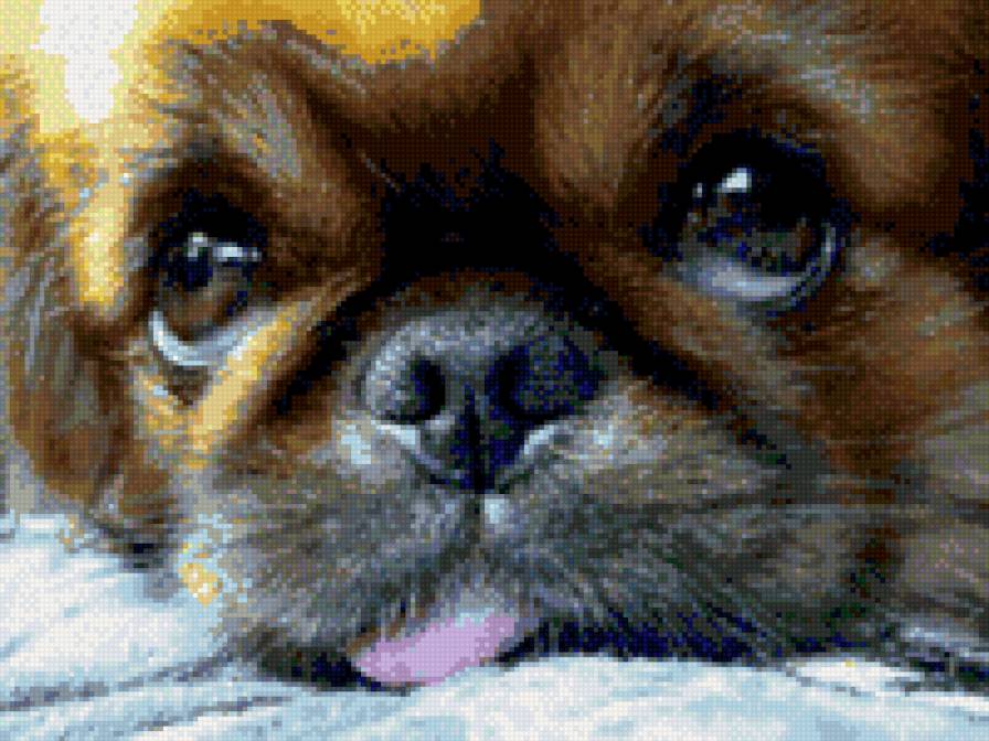 пекинесик - пекинес, собачка - предпросмотр