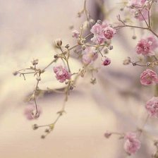 Схема вышивки «flowers»