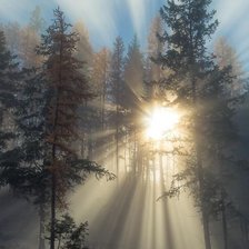 Схема вышивки «forrest»