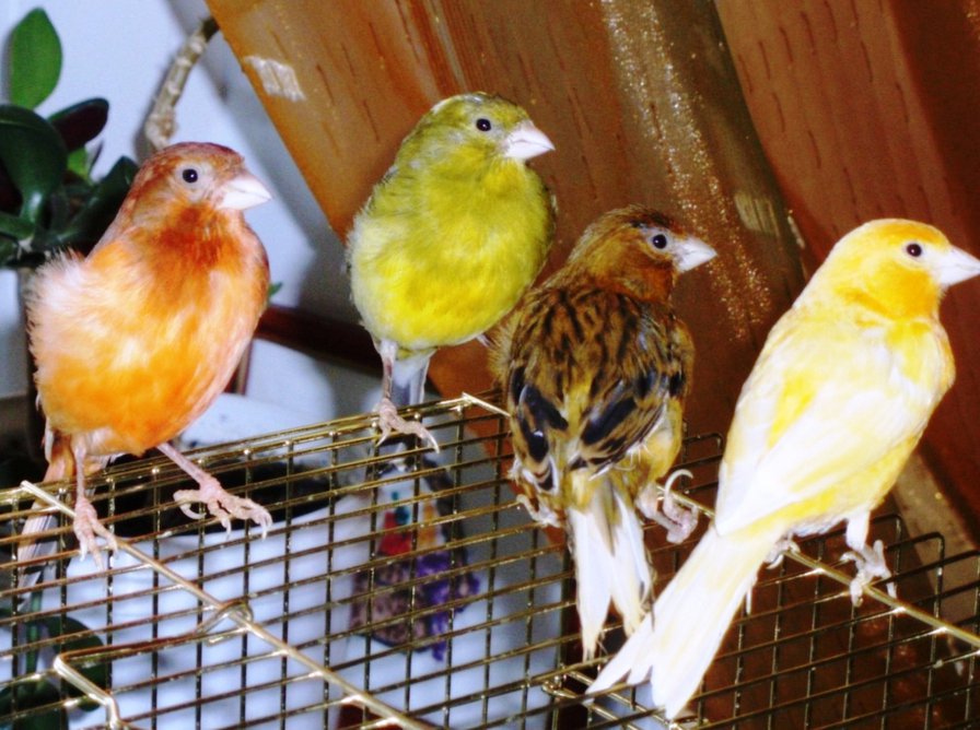 канарейки - птицы - оригинал