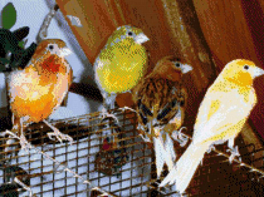 канарейки - птицы - предпросмотр