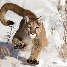 Схема вышивки «№796122»