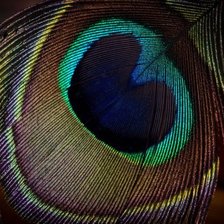 Схема вышивки «подушка-павлин-2»