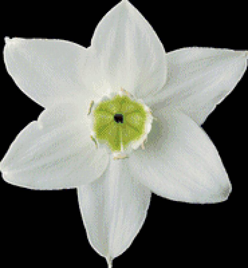 Нарцисс - предпросмотр