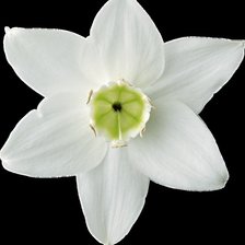 Схема вышивки «Нарцисс»