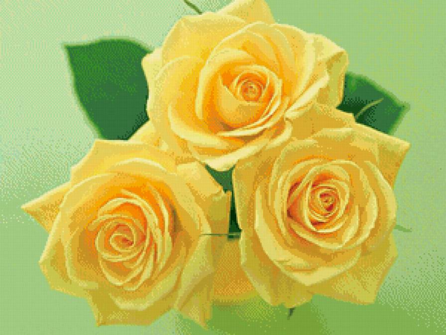 желтые розы - цветы, розы - предпросмотр