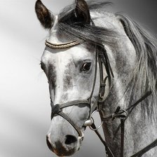 Схема вышивки «лошадь»