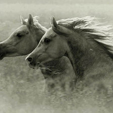 Схема вышивки «пара лошадей»