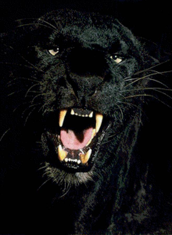 пантера - природа, дикие кошки, животные - предпросмотр