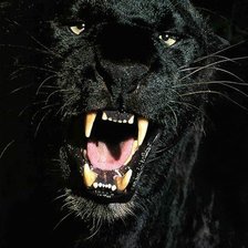 Схема вышивки «пантера»