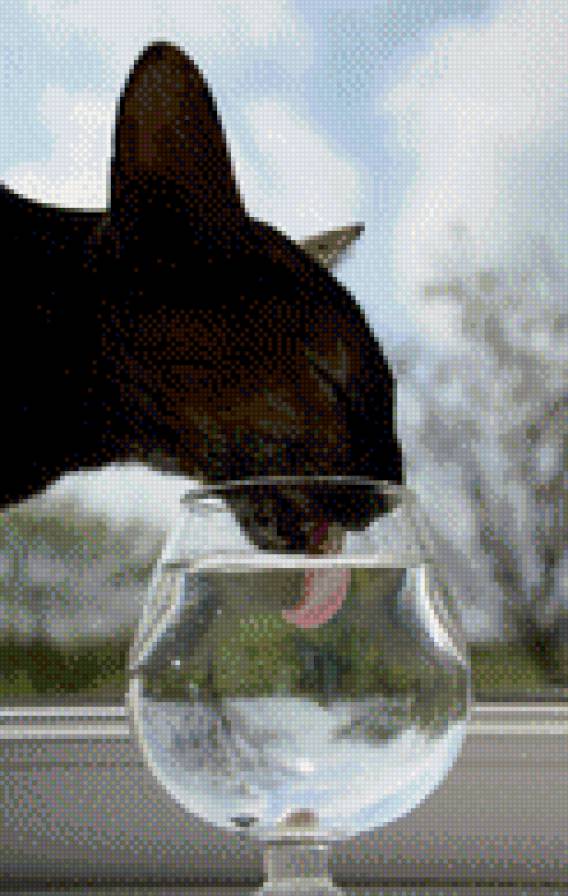 ася - кошка - предпросмотр