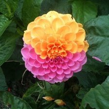 Схема вышивки «№796479»