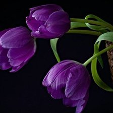 Схема вышивки «тюльпаны»