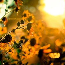 Схема вышивки «лето»