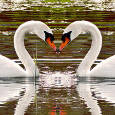 Пара лебедей