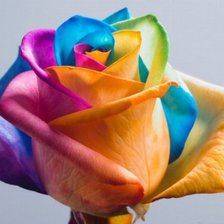 Схема вышивки «розаа»