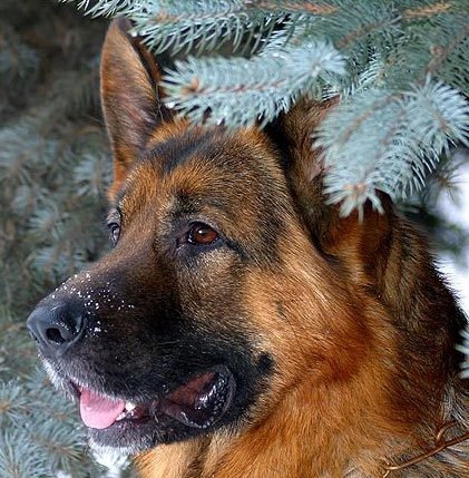 №797259 - оригинал