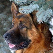 Схема вышивки «№797259»