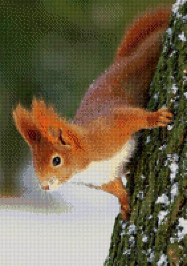 №797333 - животные, звери, белки - предпросмотр