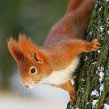 Схема вышивки «№797333»