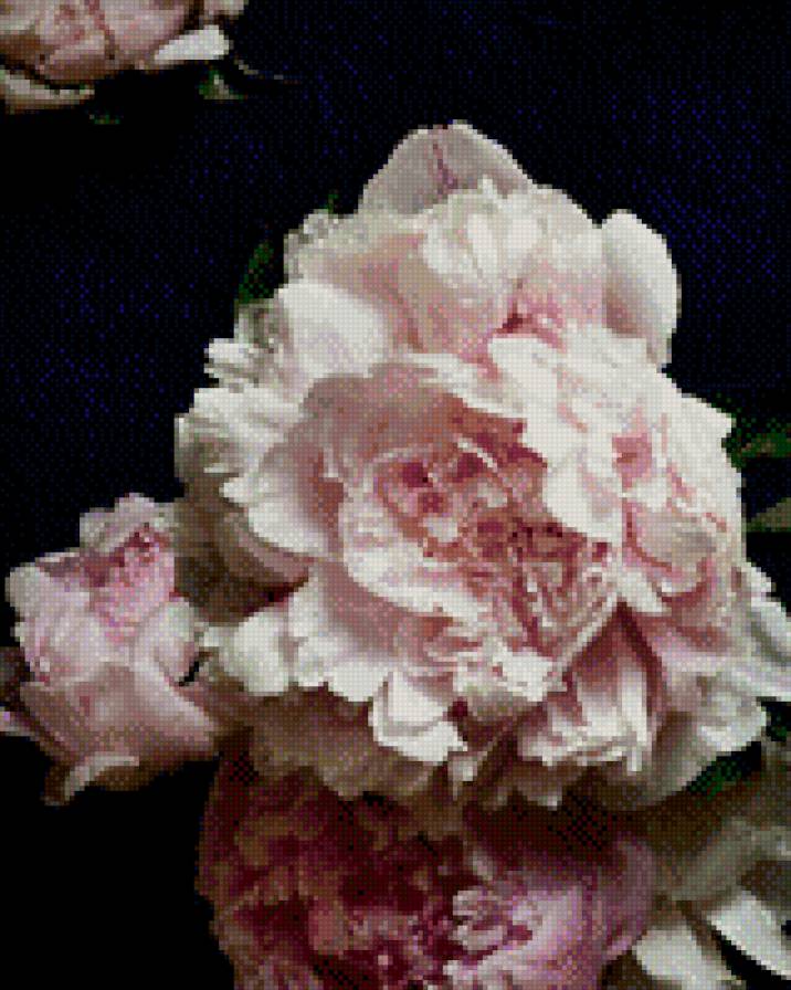 №797337 - цветы, пионы - предпросмотр