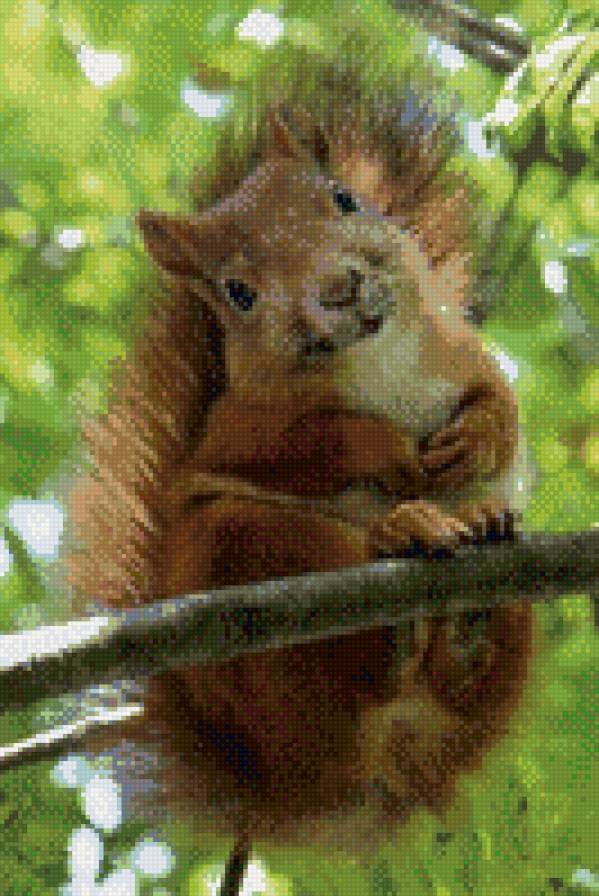 №797353 - звери, белки, животные - предпросмотр