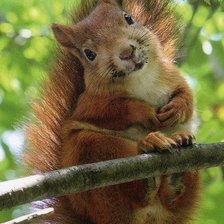 Схема вышивки «№797353»