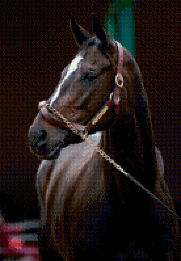 №797367 - лошади, животные, звери - предпросмотр