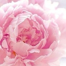 Схема вышивки «№797372»