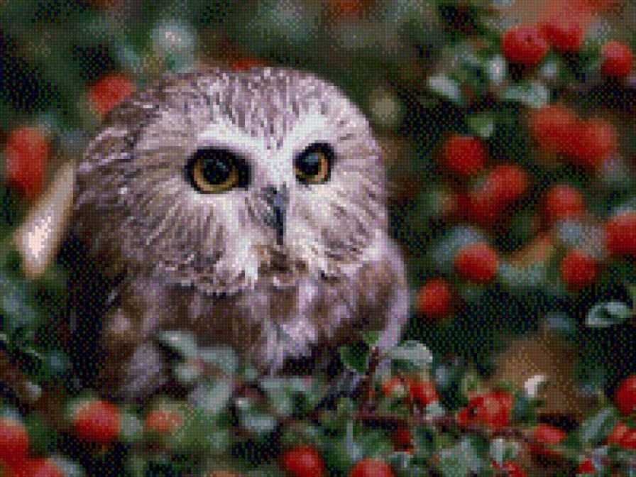 филин - предпросмотр