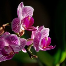 Схема вышивки «№797470»