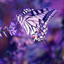 Схема вышивки «№797474»