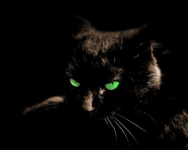 Котик - оригинал