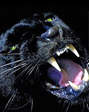 Схема вышивки «Пантера»