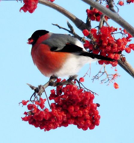 Птичка - оригинал