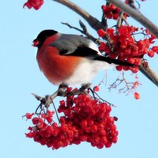 Схема вышивки «Птичка»