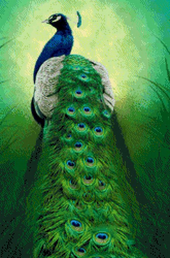 павлин2 - предпросмотр