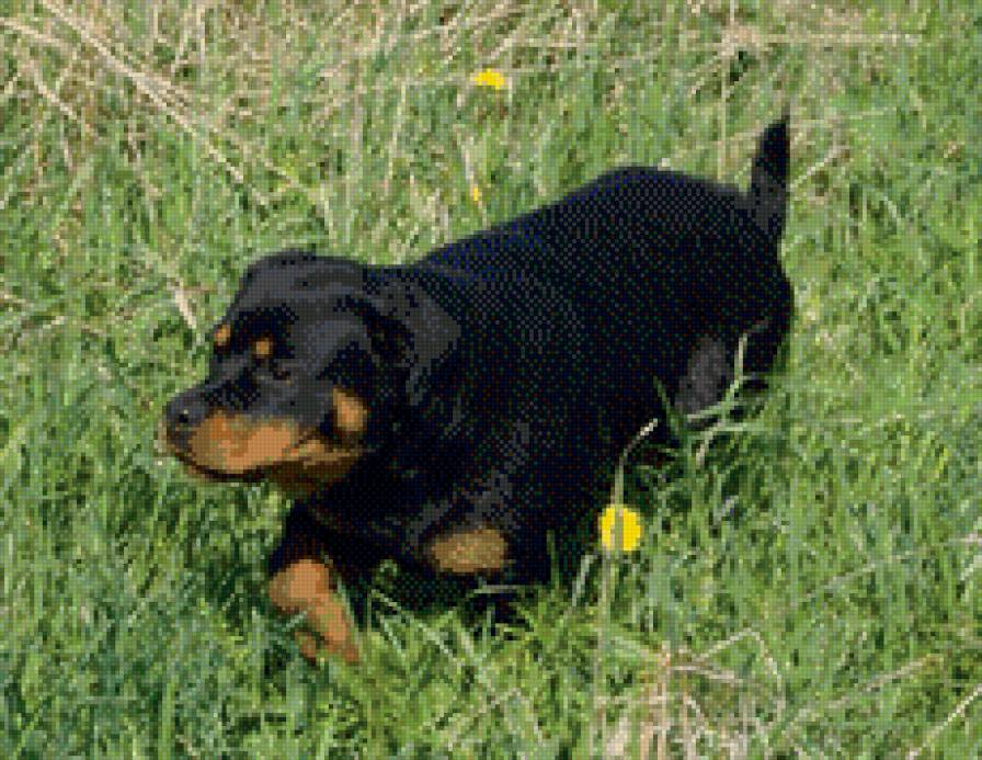 Саби - предпросмотр