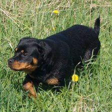 Схема вышивки «Саби»