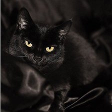 Схема вышивки «кот»