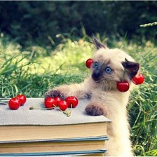 Схема вышивки «котик»