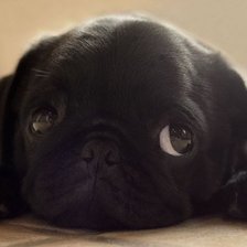 Схема вышивки «щенок»