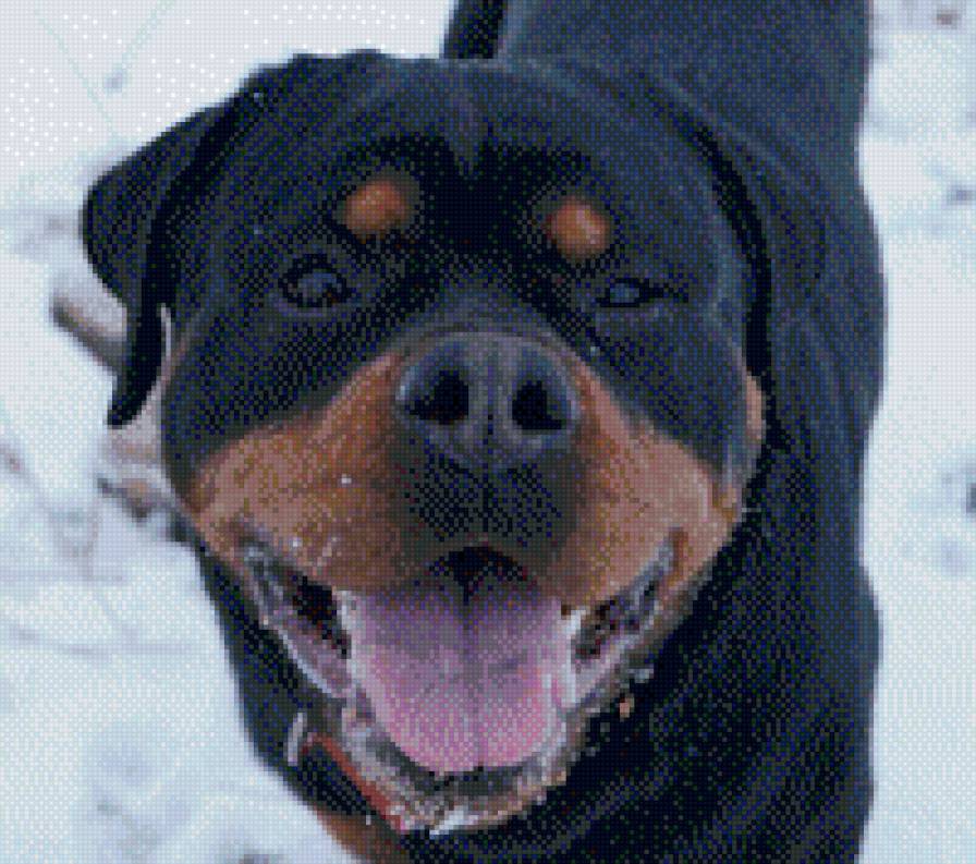 Саби 2 - предпросмотр